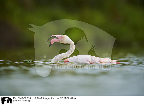 greater flamingo / DMS-09814