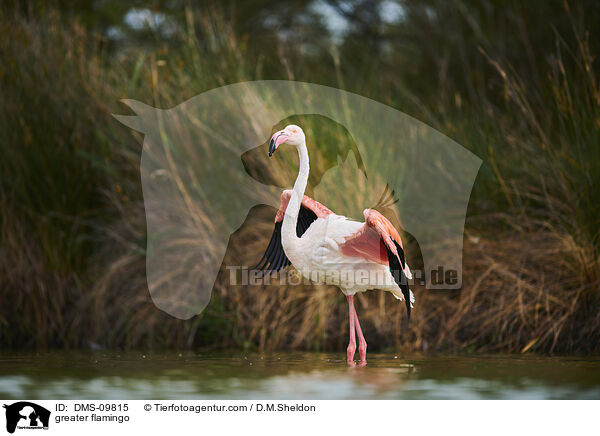 greater flamingo / DMS-09815