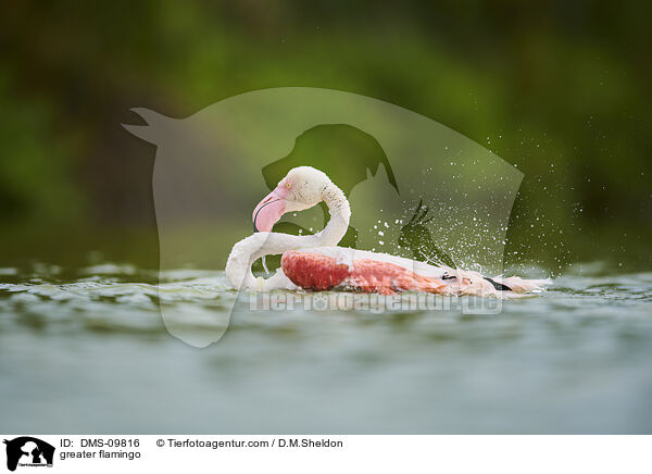 greater flamingo / DMS-09816