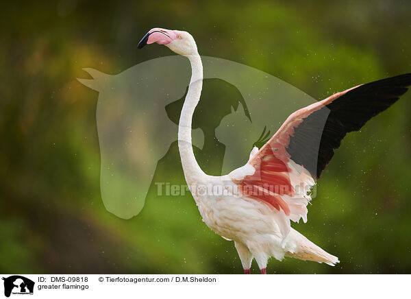 greater flamingo / DMS-09818