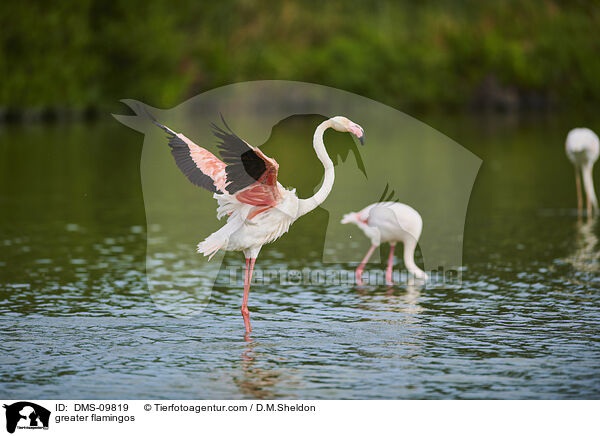 greater flamingos / DMS-09819