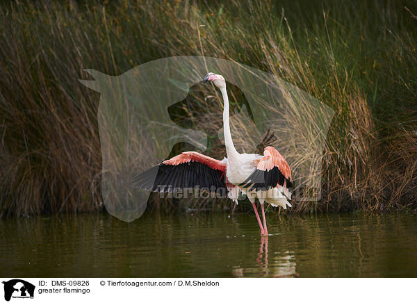 greater flamingo / DMS-09826