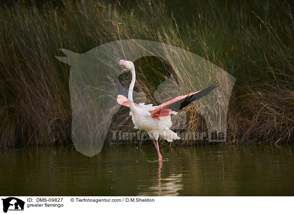 greater flamingo / DMS-09827