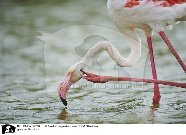 greater flamingo / DMS-09828