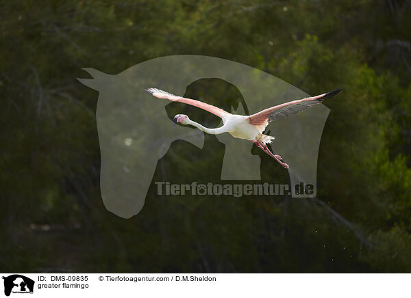 greater flamingo / DMS-09835