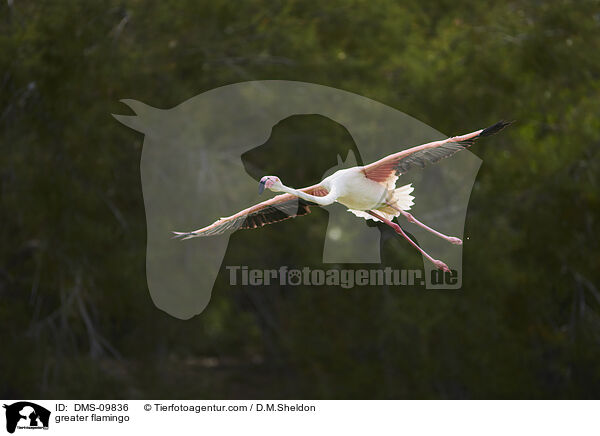 greater flamingo / DMS-09836