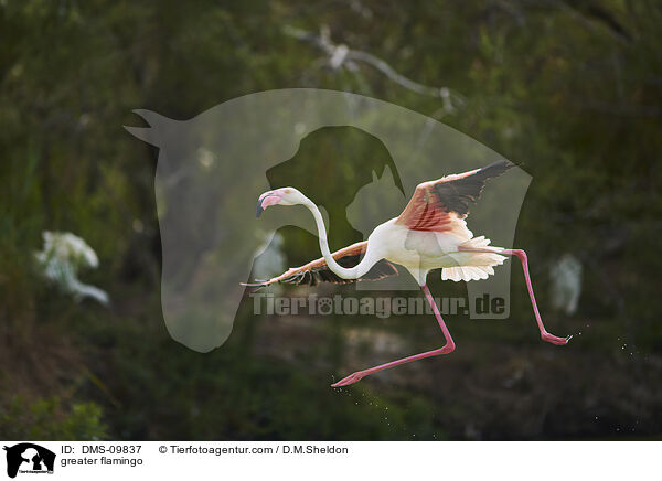 greater flamingo / DMS-09837