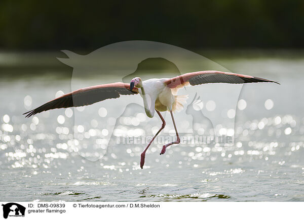 greater flamingo / DMS-09839