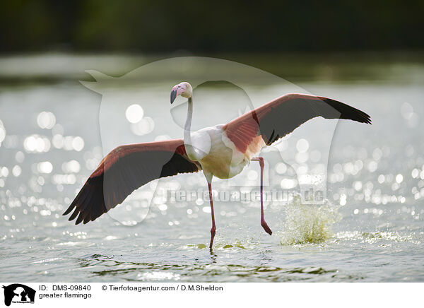 greater flamingo / DMS-09840