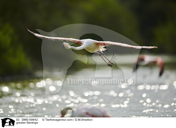 greater flamingo / DMS-09842