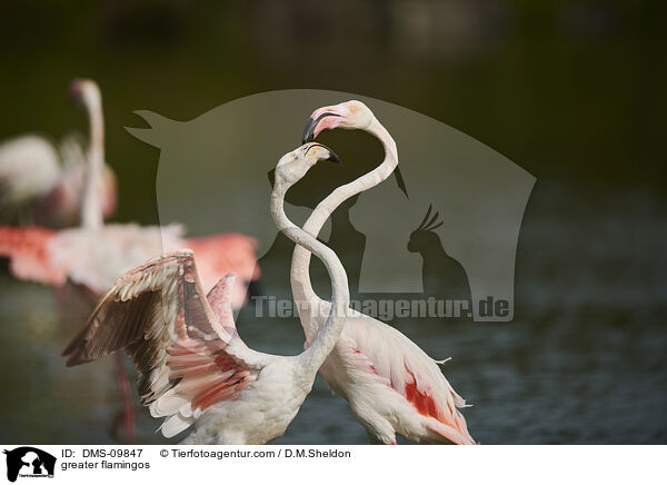 greater flamingos / DMS-09847