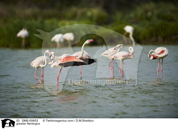 greater flamingos / DMS-09852