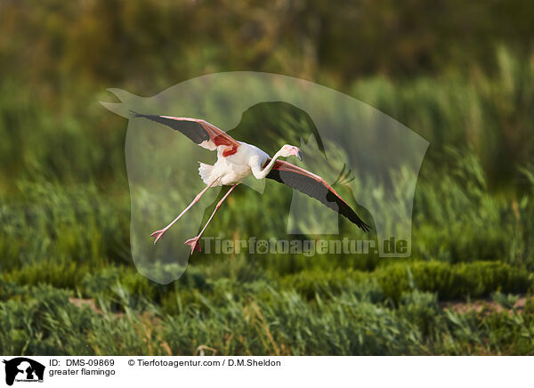 Rosaflamingo / greater flamingo / DMS-09869