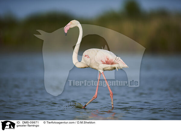 greater flamingo / DMS-09871