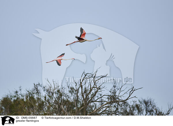 greater flamingos / DMS-09887