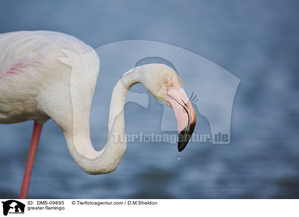 greater flamingo / DMS-09895