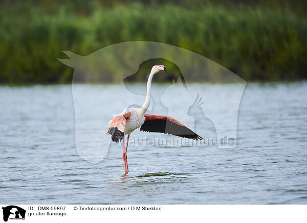 greater flamingo / DMS-09897