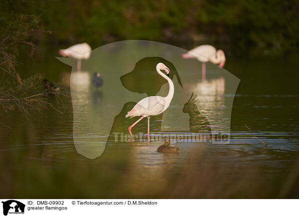 greater flamingos / DMS-09902
