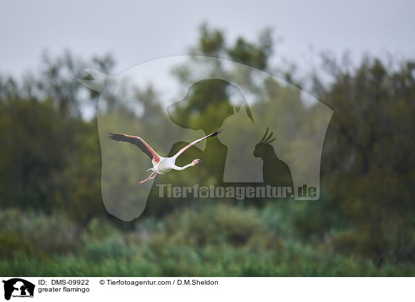 greater flamingo / DMS-09922