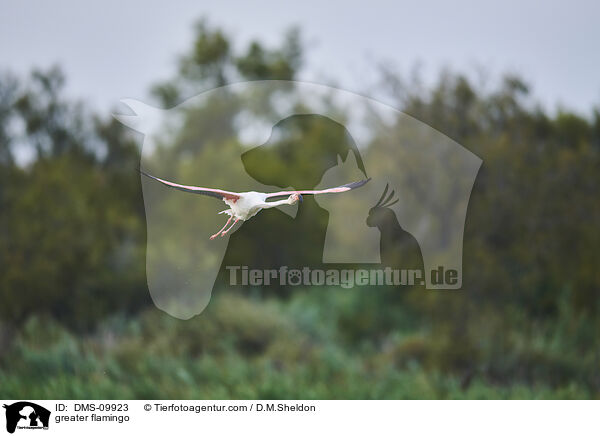 greater flamingo / DMS-09923