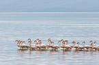 greater flamingos