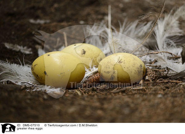 Nandu Eier / greater rhea eggs / DMS-07510