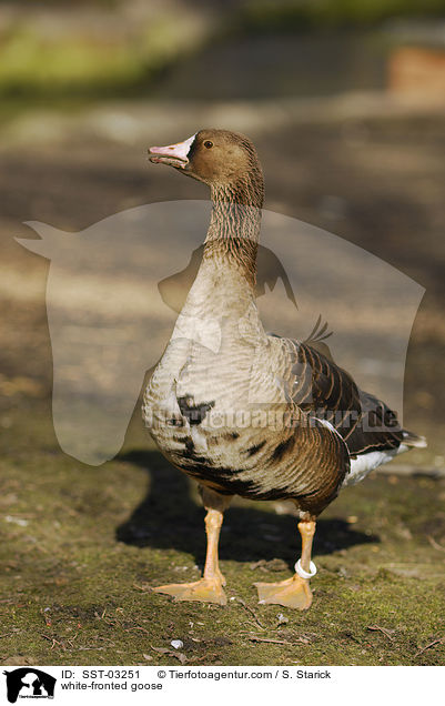 white-fronted goose / SST-03251