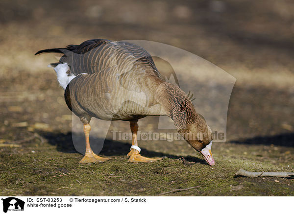 white-fronted goose / SST-03253