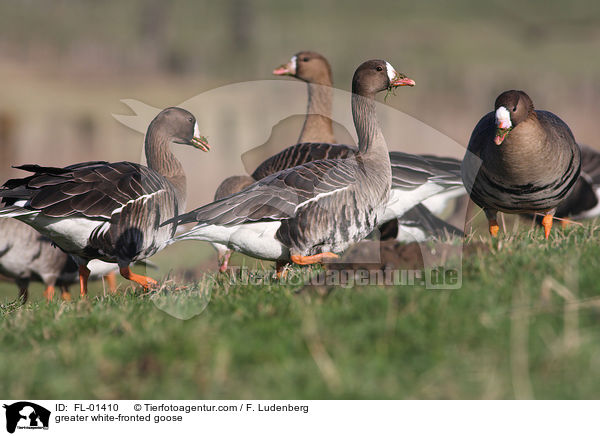 greater white-fronted goose / FL-01410