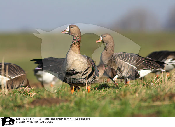greater white-fronted goose / FL-01411