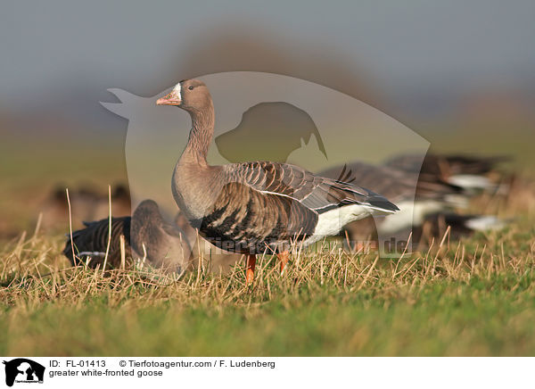 greater white-fronted goose / FL-01413