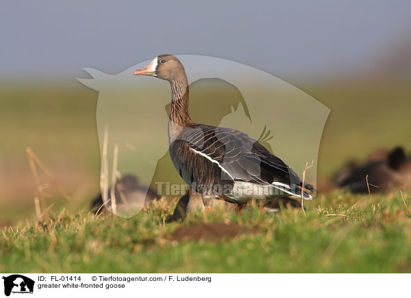 greater white-fronted goose / FL-01414