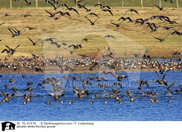 greater white-fronted goose / FL-01416