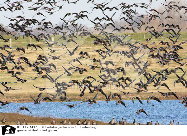 greater white-fronted goose / FL-01417