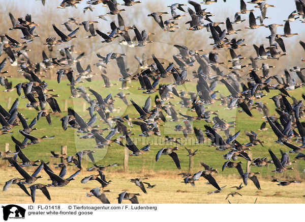 greater white-fronted goose / FL-01418