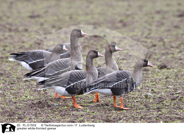 greater white-fronted geese / FL-01502
