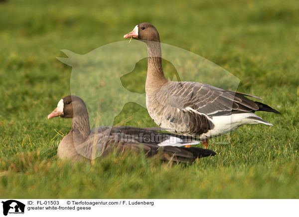 greater white-fronted geese / FL-01503