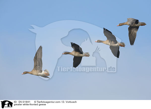 greater white-fronted geese / DV-01841