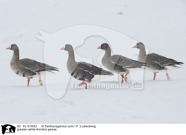 greater white-fronted geese / FL-01642