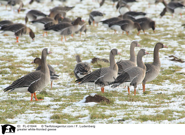 greater white-fronted geese / FL-01644