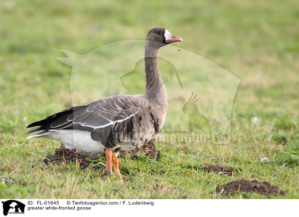 greater white-fronted goose / FL-01645