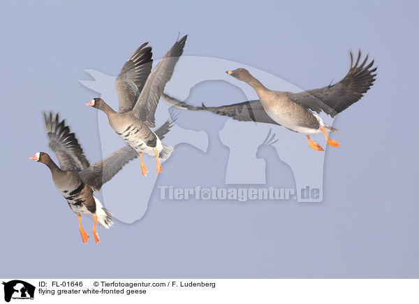 flying greater white-fronted geese / FL-01646