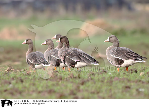 greater white-fronted geese / FL-01647