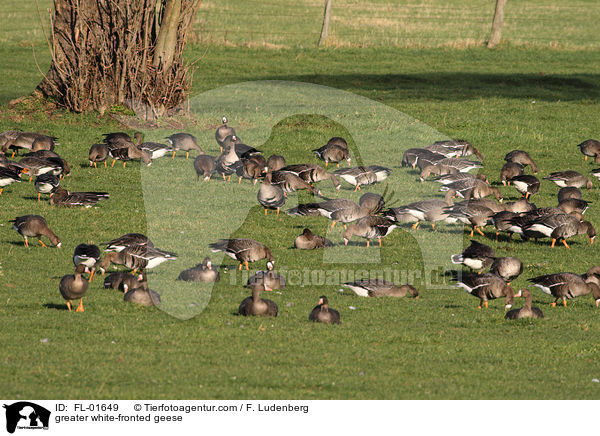 greater white-fronted geese / FL-01649