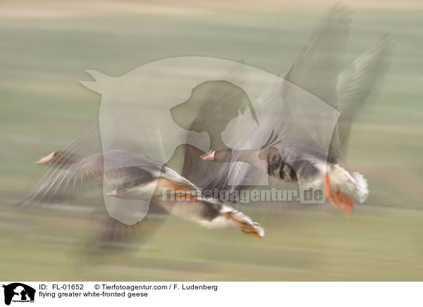 flying greater white-fronted geese / FL-01652