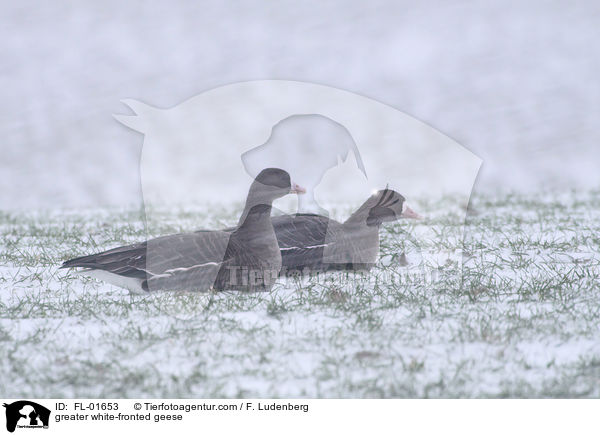 greater white-fronted geese / FL-01653
