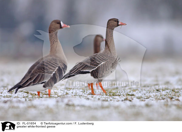 greater white-fronted geese / FL-01654