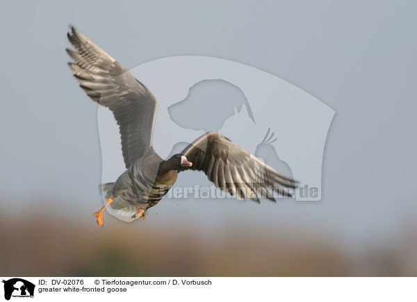 greater white-fronted goose / DV-02076
