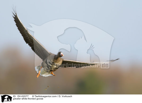 greater white-fronted goose / DV-02077