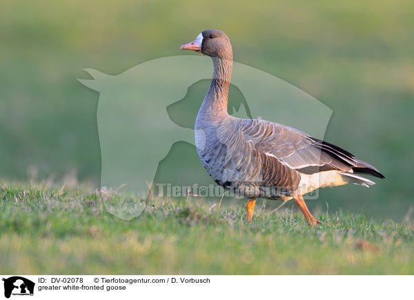 greater white-fronted goose / DV-02078